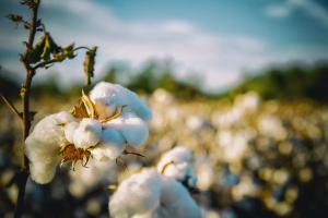 Brasile - Le spedizioni di cotone aumentano del 23% e stabiliscono record
