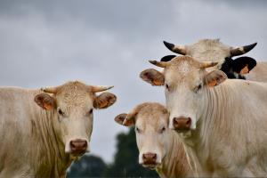 Grande produzione di carne in Minas Gerais