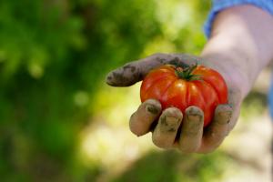 Brasile - Le piogge nello Stato impattano sui prezzi della frutta