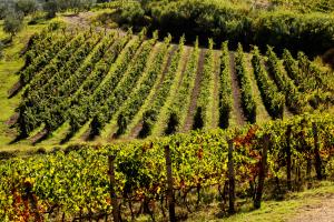Nel 2020 il 15% delle aziende agricole in Svizzera erano biologiche